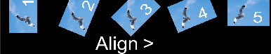 preview_seagull-image_align_3